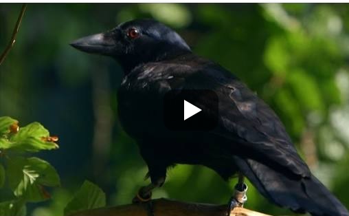 crows