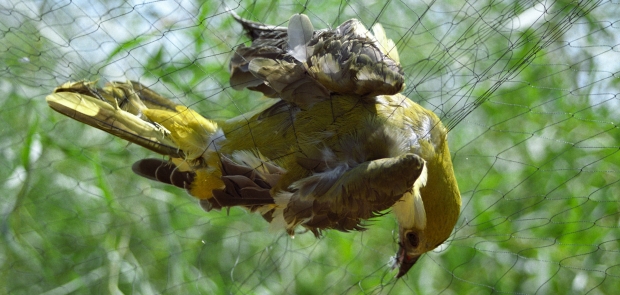 cyprus-caught-oriole-crop