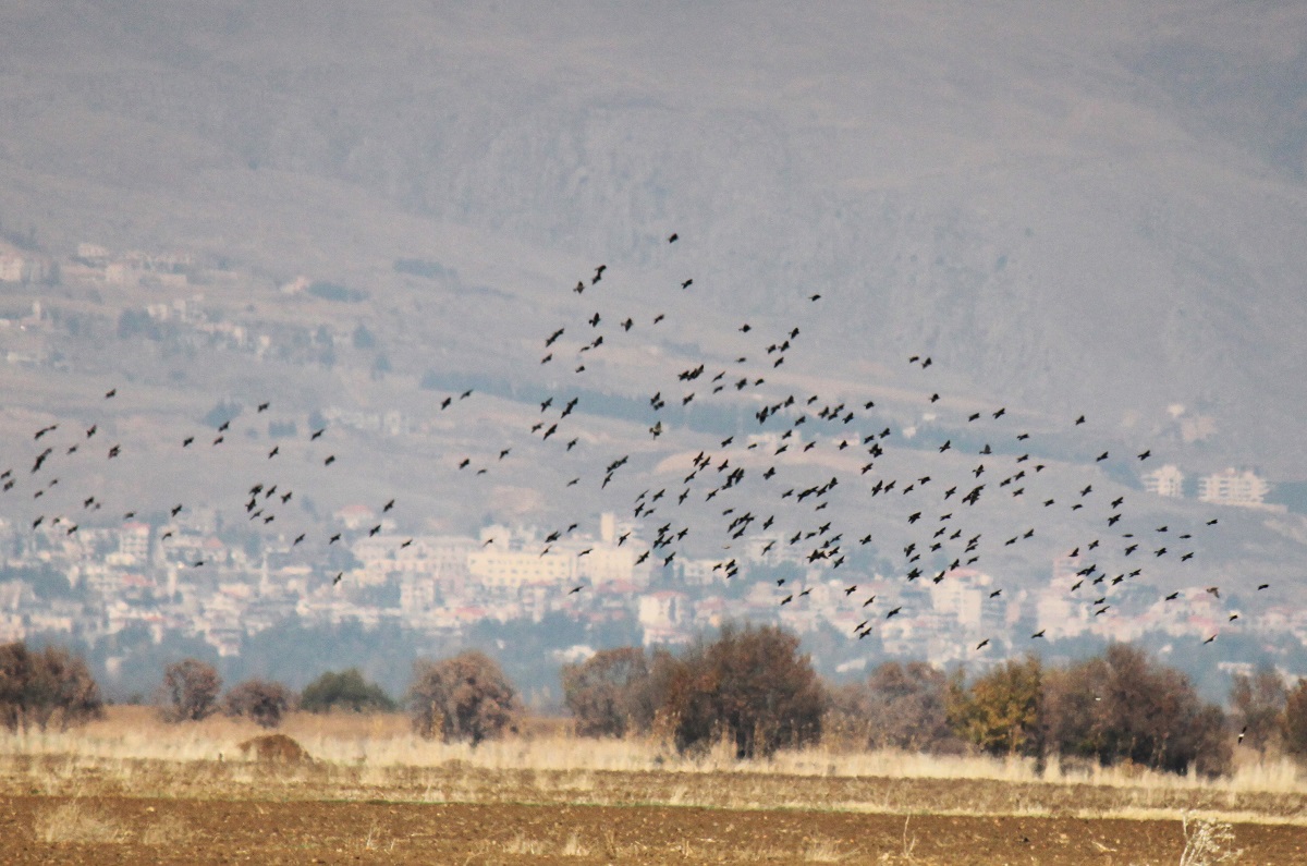 Starlings-1