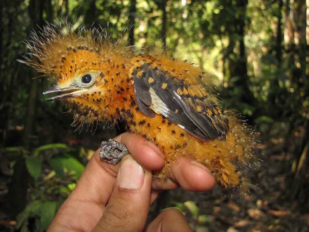 PERU-COLOMBIA-NATURE-CINEREOUS MOURNER-CATERPILLAR