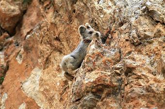 ili-pika2