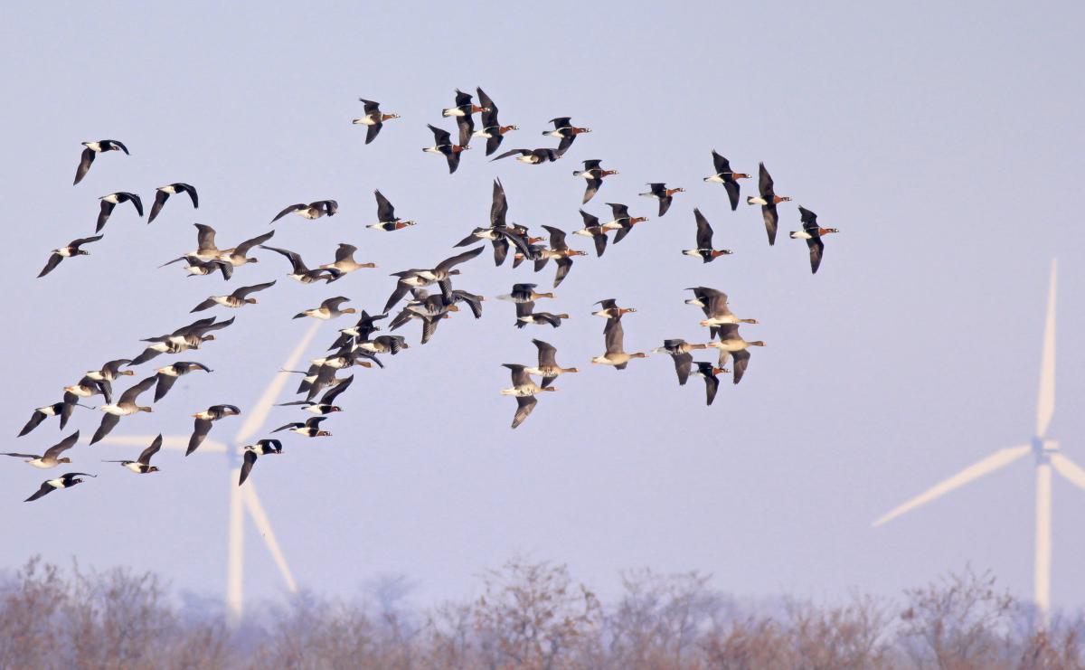 geese_windturbines_nicky_petkov