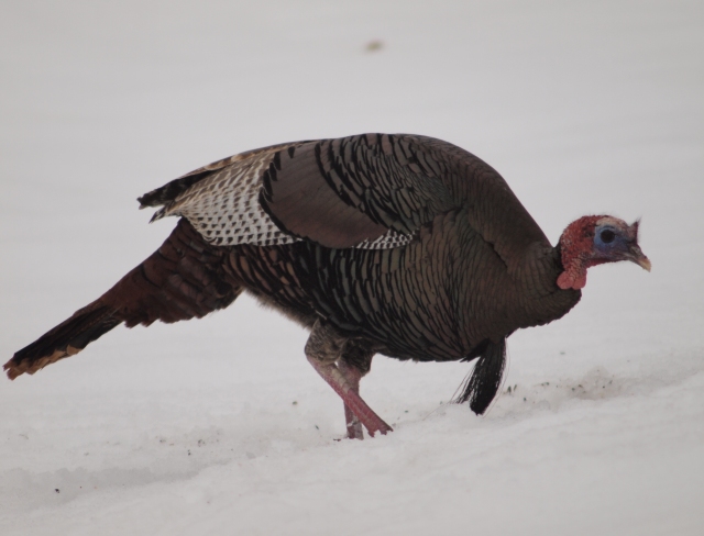 turkey2015