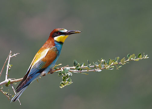 504x361_EuropeanBeeEater