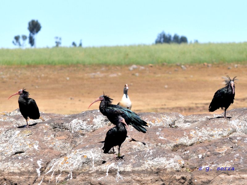Two pairs of Northern Bald Ibis at their wintering grounds on the Ethiopian highlands in November 2008