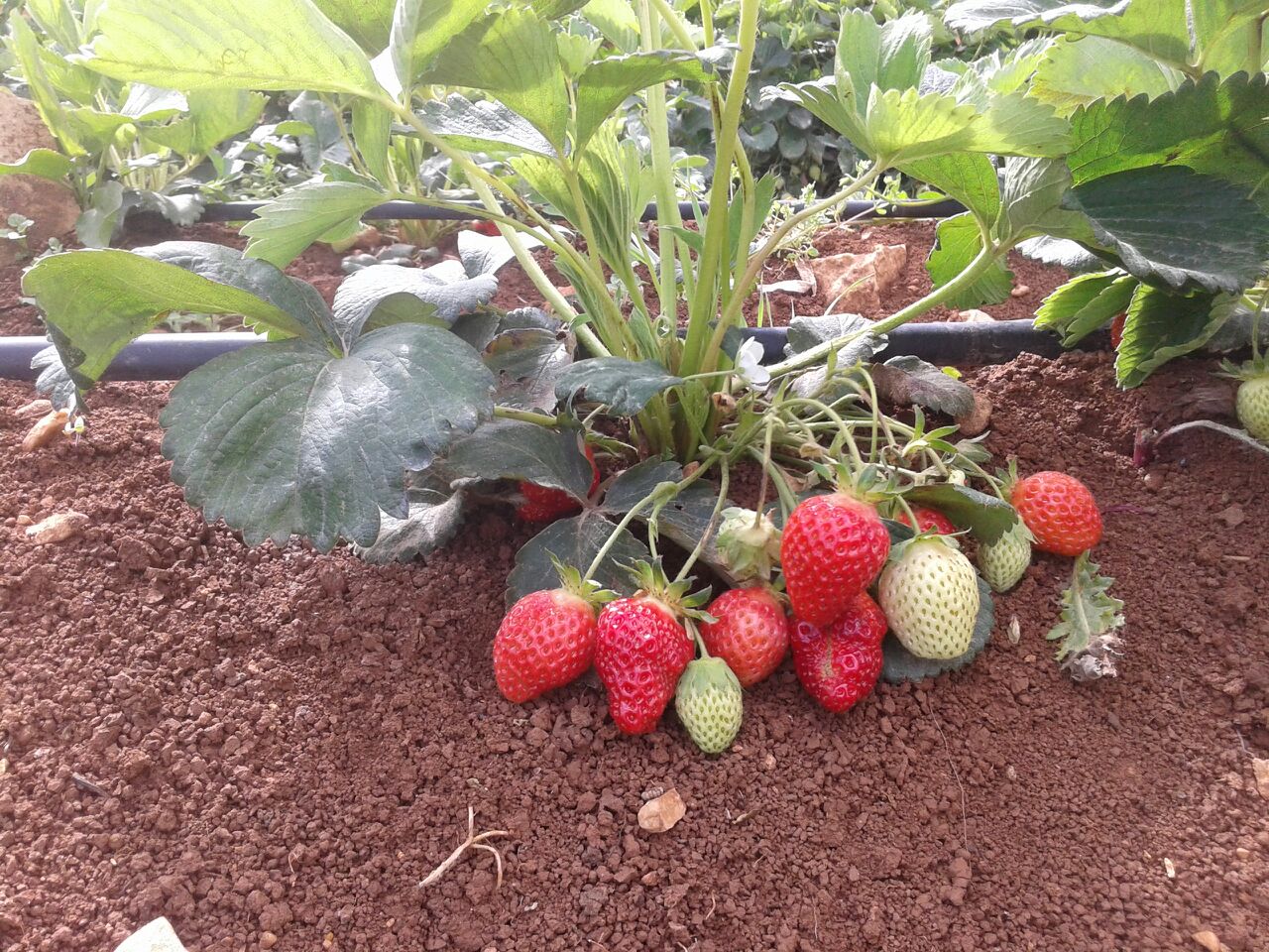 Hima Anjar organic strawberries (2)