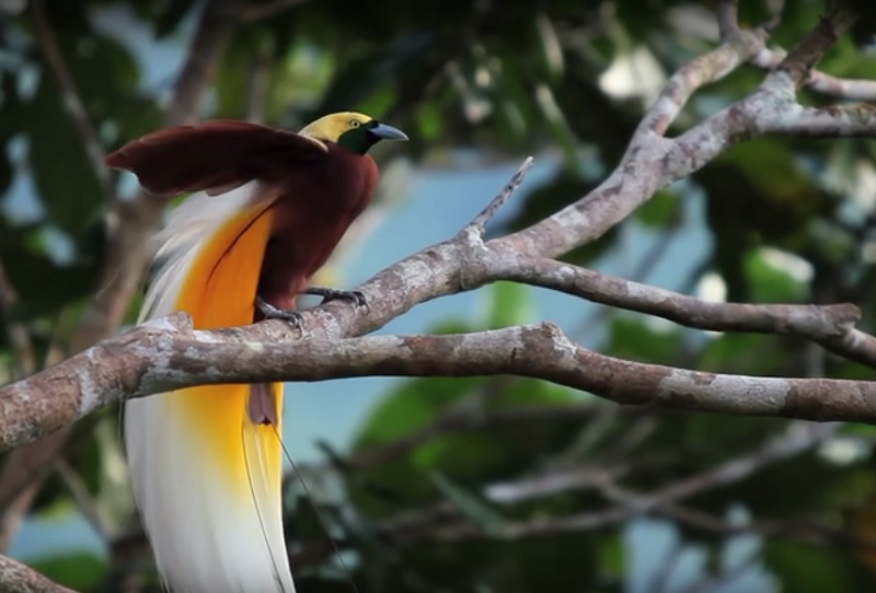 Birds of Paradise Project