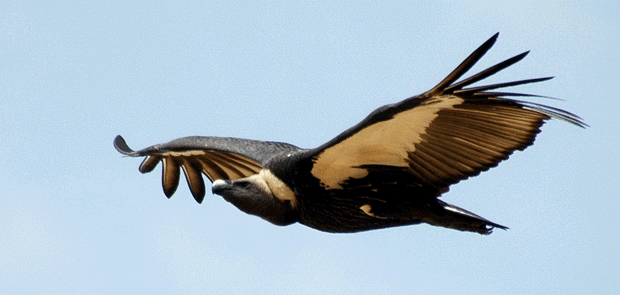 White-rumped_Vulture-Marek-Jobda-worldsrarestbirds