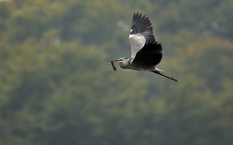 GERMANY-ANIMALS-HERON