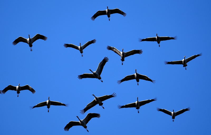 GERMANY-ANIMALS
