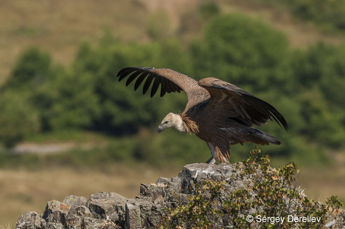 Griffon Vulture_Gyps fulvus_juvenile_Bulgaria 2007_© Sergey Dereliev (UNEPAEWA) www.dereliev-photography.com_