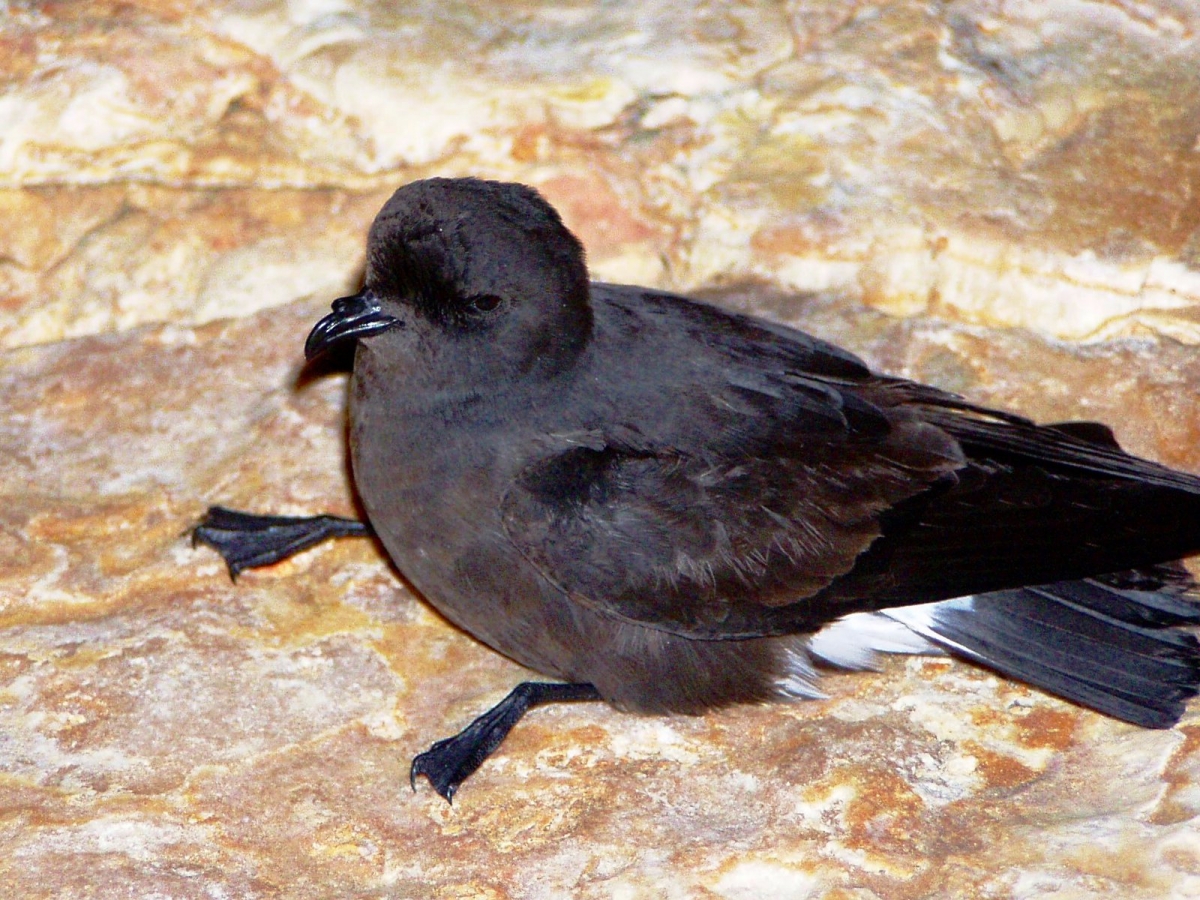 hydrobates_pelagicus