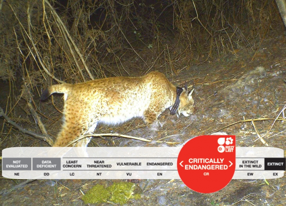 balkan_lynx_from_camera_trap