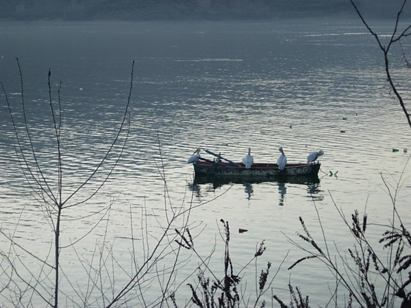 Boat in Lake Kerkini