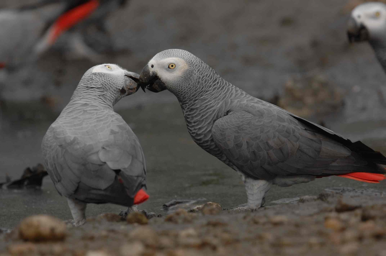 african-grey-parrot_reto_kuster
