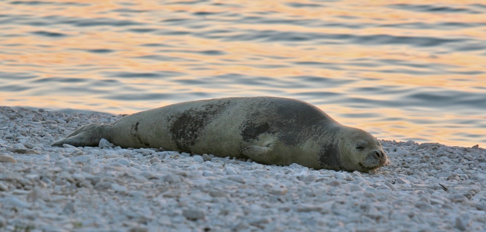monk-seal-cc-crop