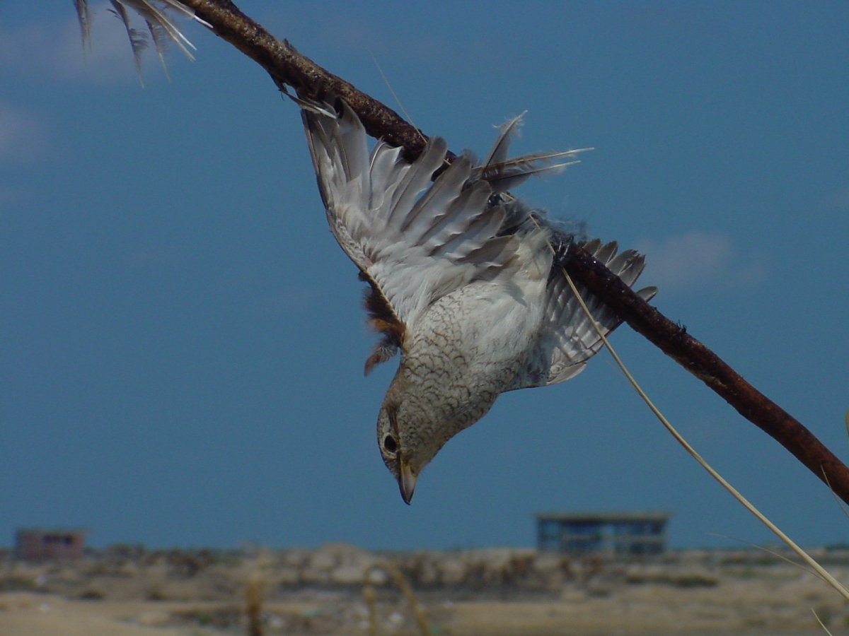 red_backed_shirke_caught_on_lime_stick_mindy_el_bashir_nature_conservation_egypt