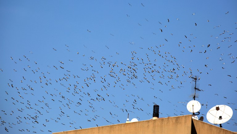 LEBANON-BIRDS
