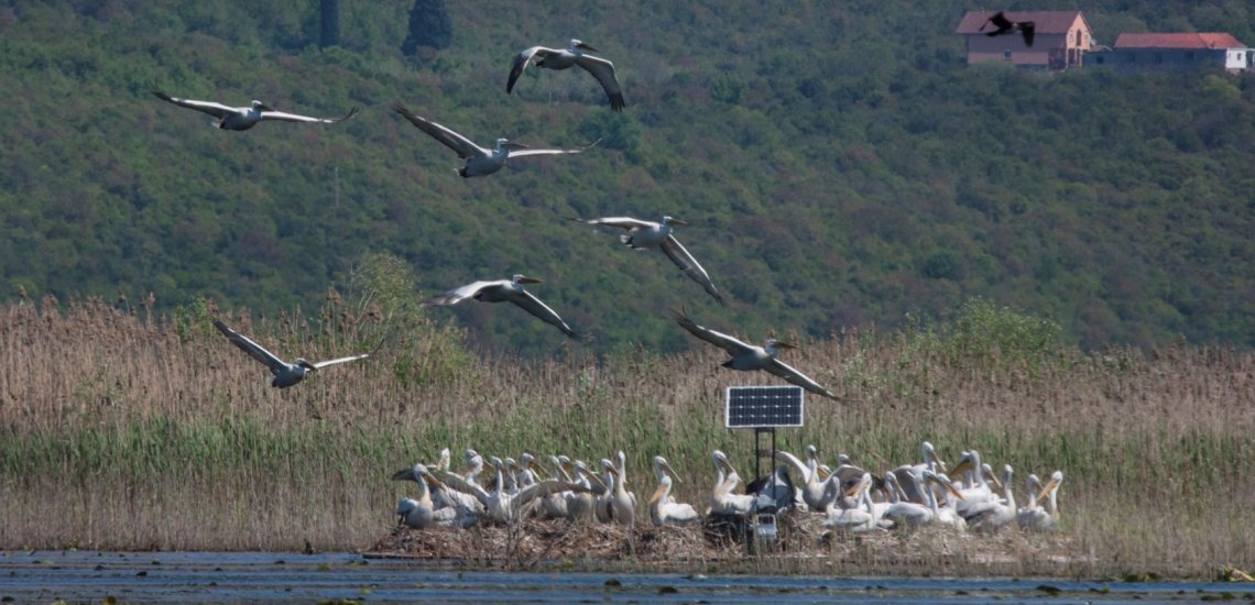 pelicans_-_nhm_picture_2016_-_crop2