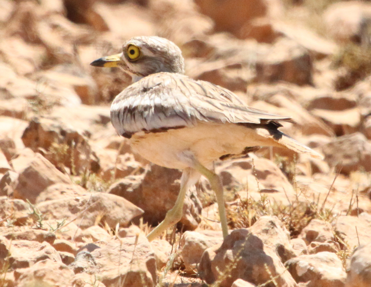 Stone curlew
