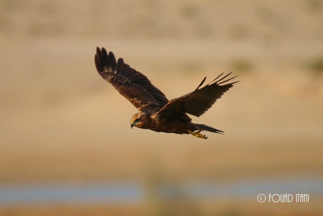 western-marsh-harrier-pic1