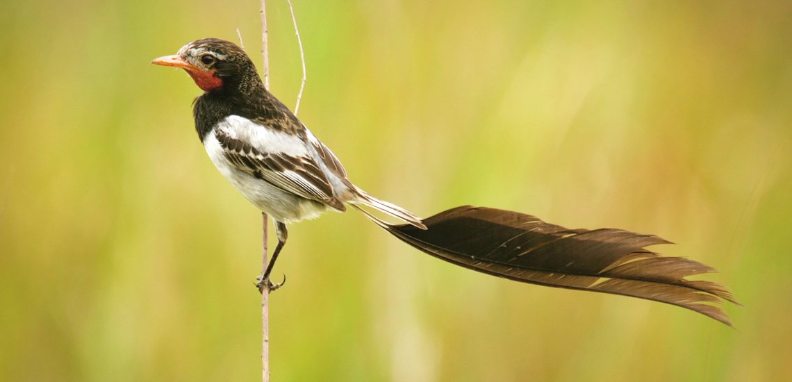 strange-tailed_tyrant_male_james_lowen_b-1