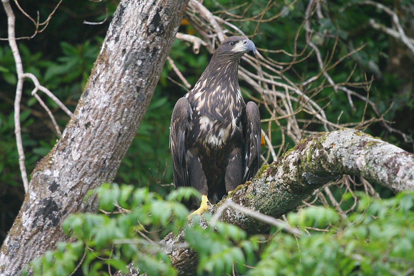 white-tailed_eagle_aa2_immature_valerie_osullivan
