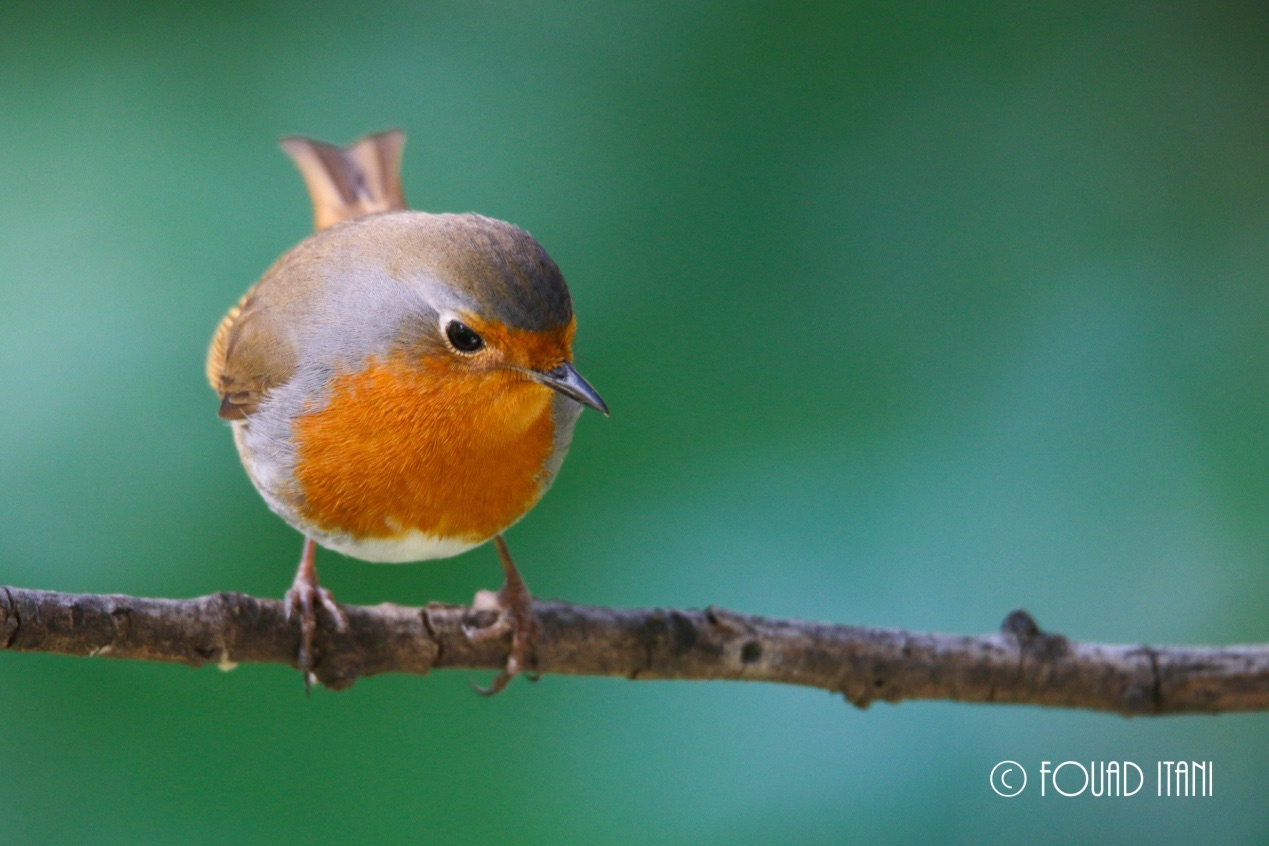 european-robin-december-2015-american-university-of-beirut-campus-beirut-lebanon