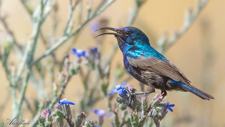 palestine-sunbird-photo-credit-abdel-hadi