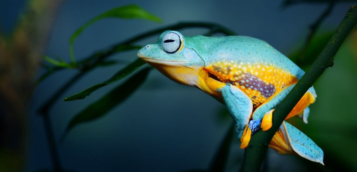 green_flying_frog_frog_rhacophorus_reinwardtii