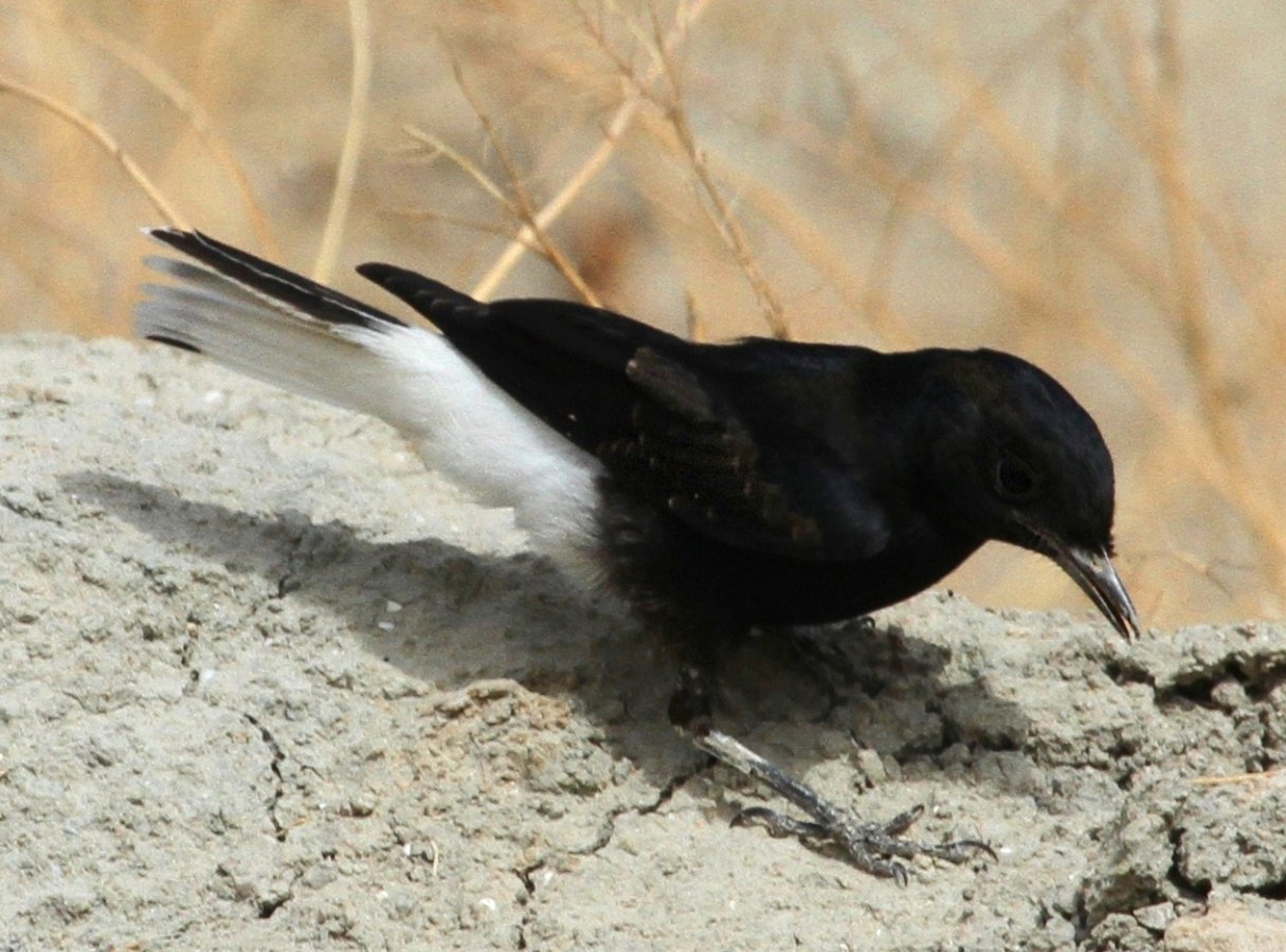 juvenile_white-crowned_wheatearmay_2014zichri_area-_southerniraq-laith_al-obeidi