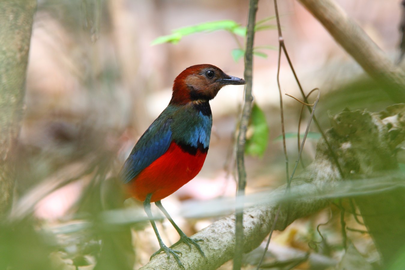 red-bellied_pitta_feathercollector