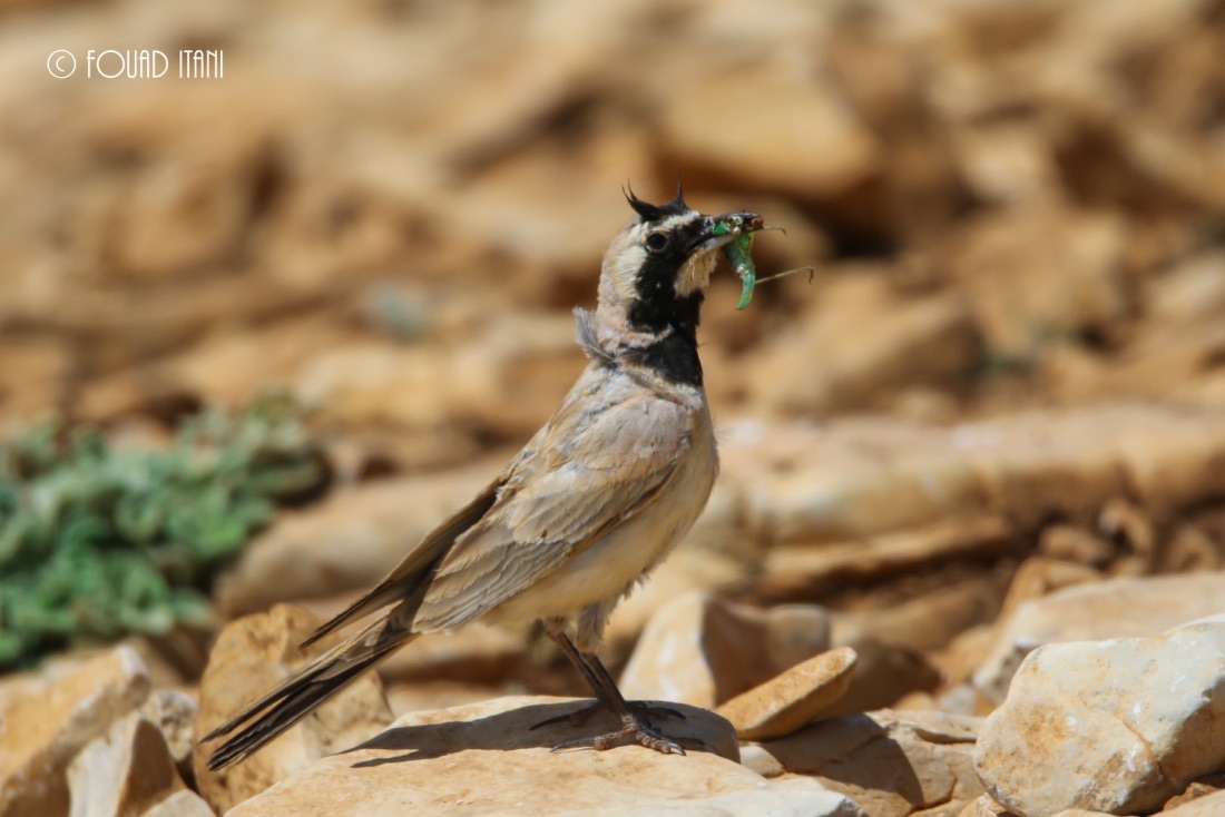 Horned lark feeding on a grasshopper. July 2016, Al Arz, Lebanon