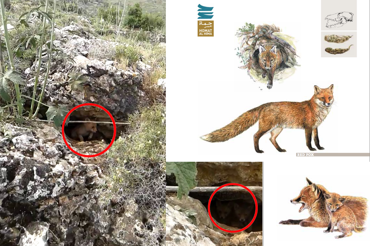 Red Fox Hima Anjar