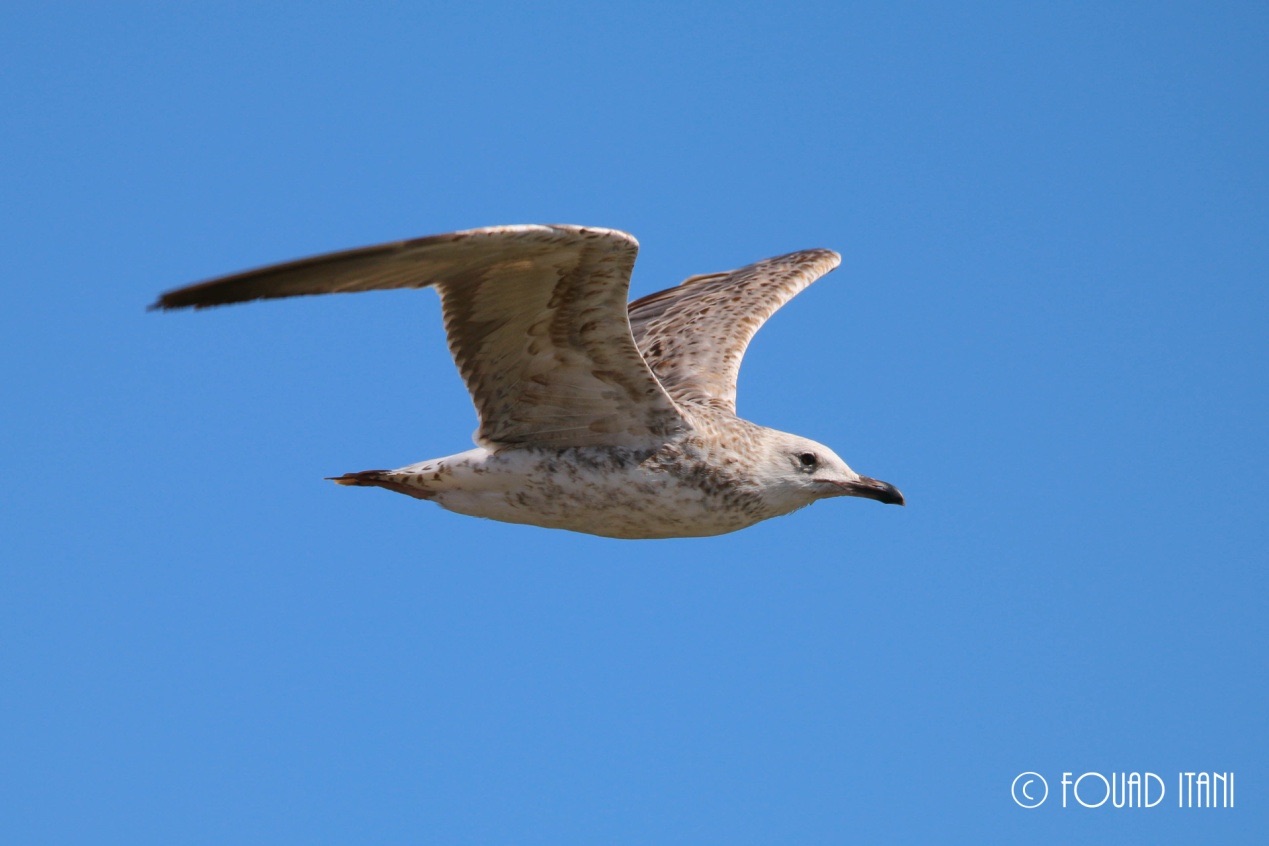 Siberian gull (Larus heuglini)