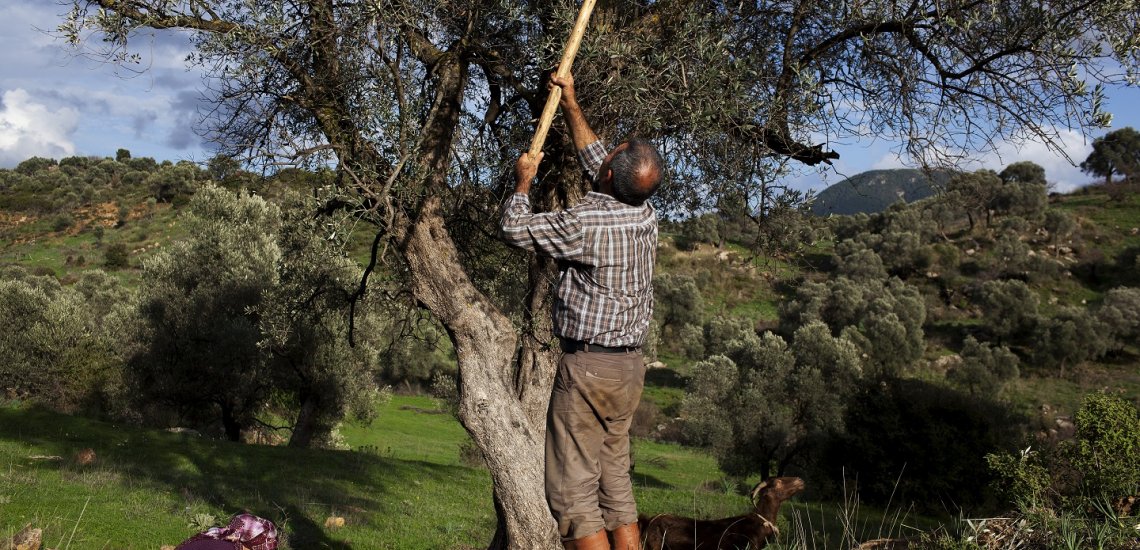 olive_tree_pastures_in_izmir-harvest-tijen_burultay