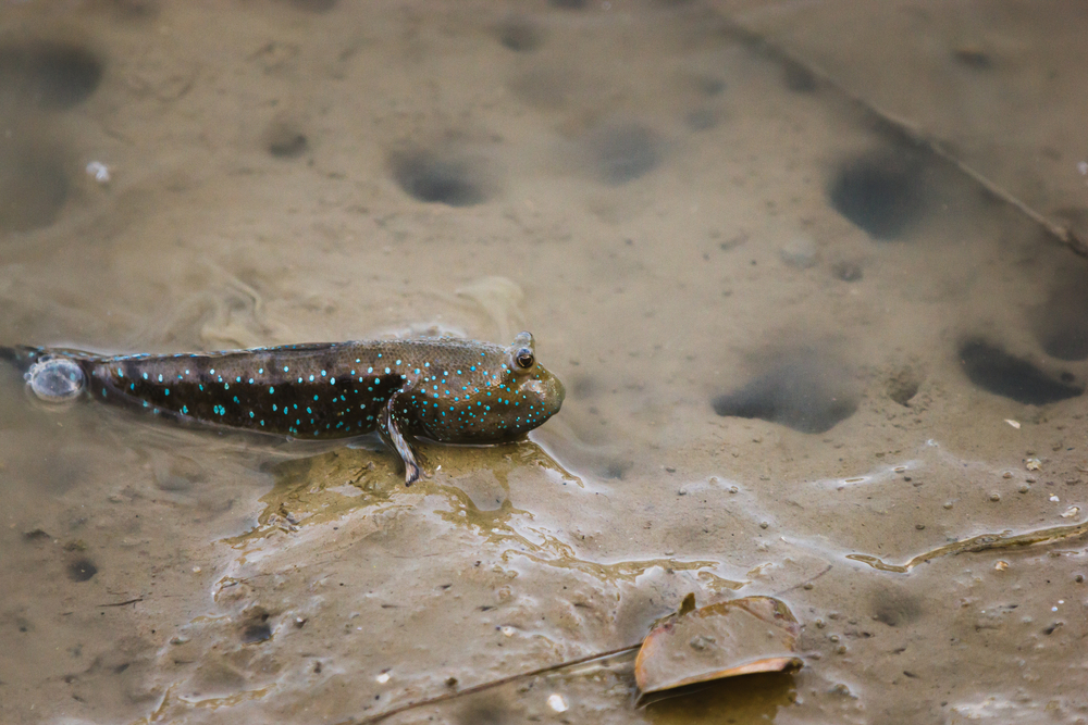Mudfish on sale