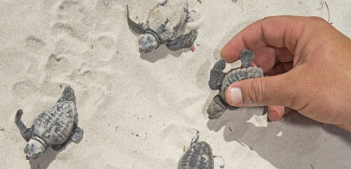 turtles