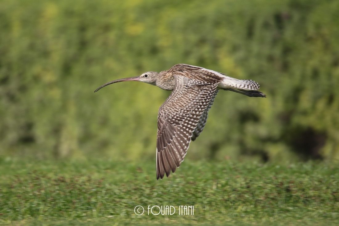 Curlews 1