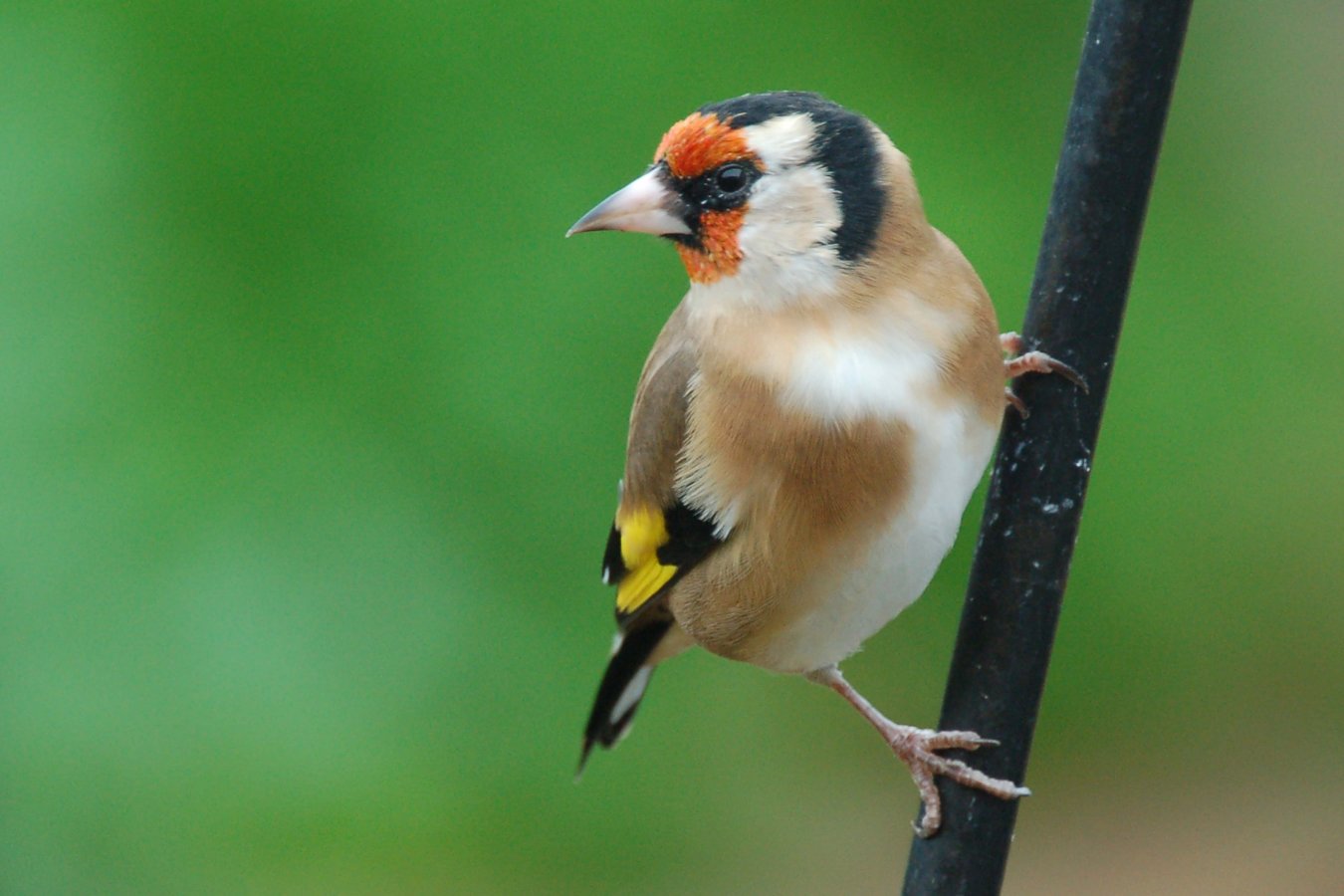 goldfinch_bs02_brendan_shiels