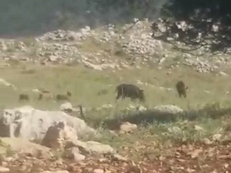Wild Boar Hunters Dani Haddad Group