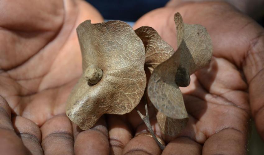 seeds_of_the_chinese_hats_tree_-_karomia_gigas_found_only_in_tanzania._credit_kirsty_shaw_bgci