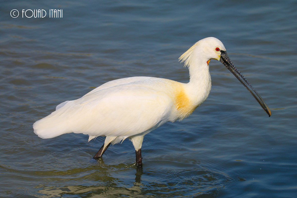 Meet The Eurasian Spoonbill (Platalea leucorodia) | Society for the ...