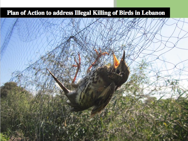 Plan of Action