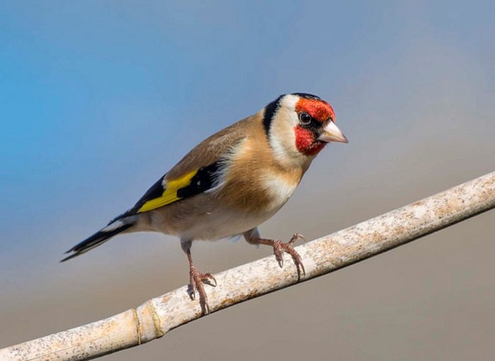 european-goldfinch_lumoxg3_flickr