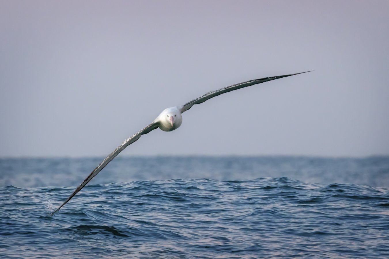 wanderer_wing_splash_swinnard_3
