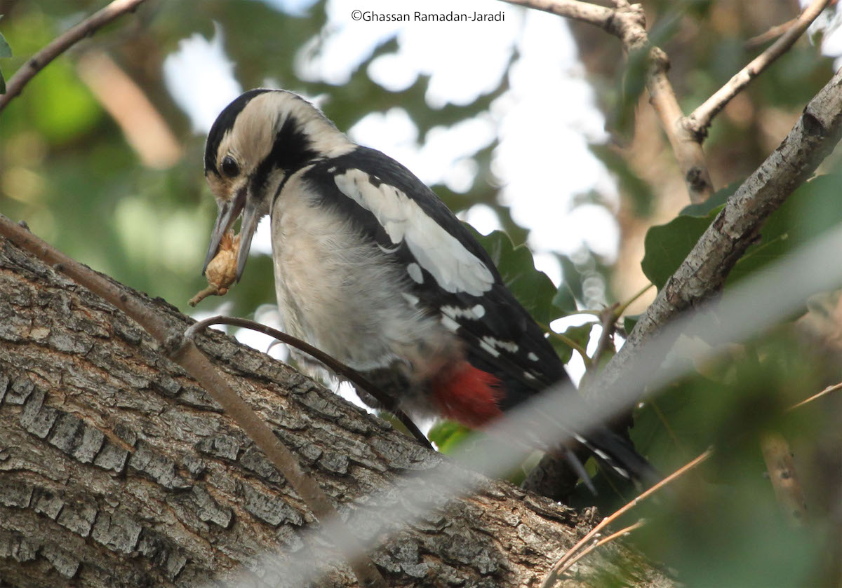 Woodpecker to Assad
