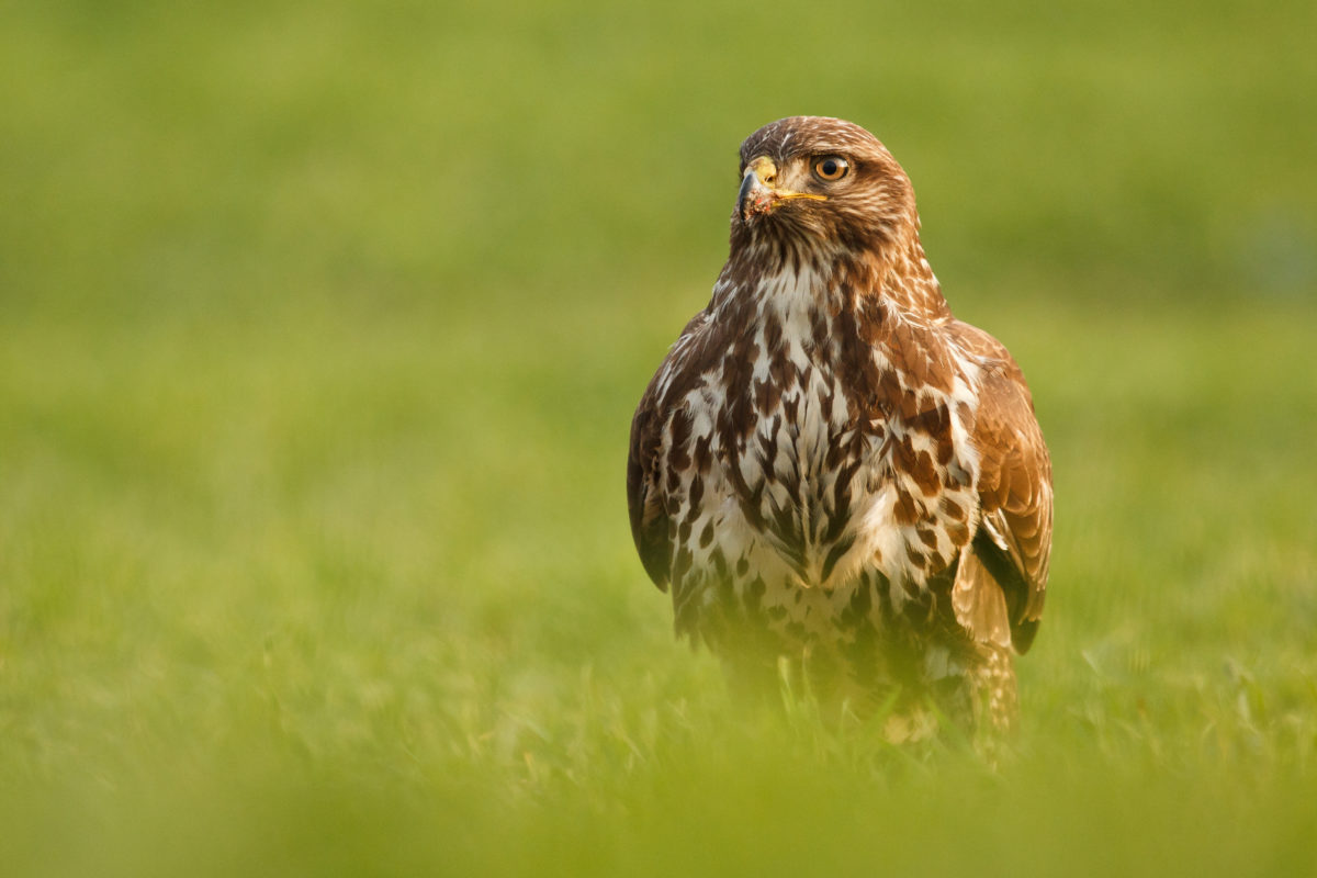 eurasian_buzzard
