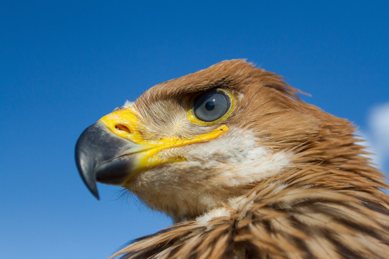 ie_juv_portrait_high_res_marton_horvath_03_0