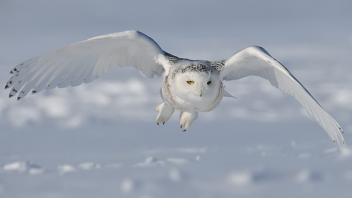 Snowy-Owl-flying-Bert-de-Tilly